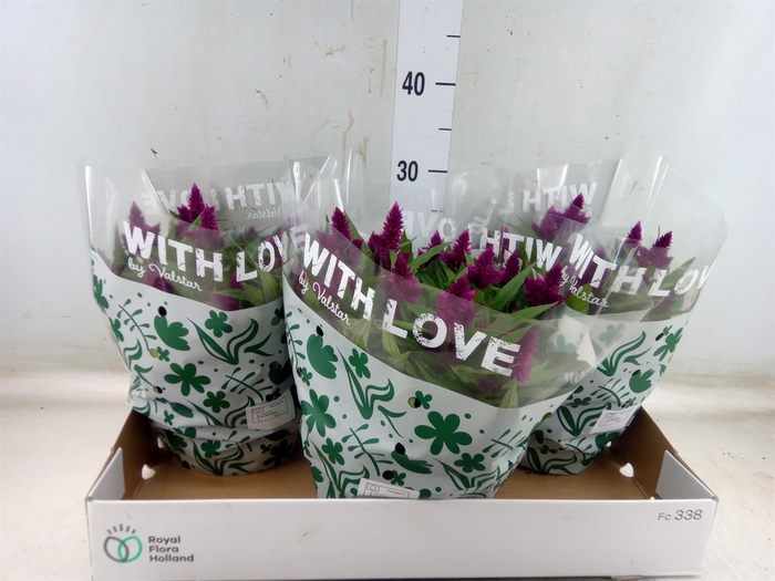 <h4>Celosia arg. SP 'Intenz'</h4>
