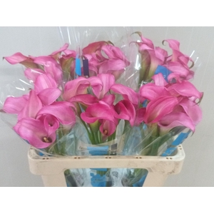 Calla Zazu