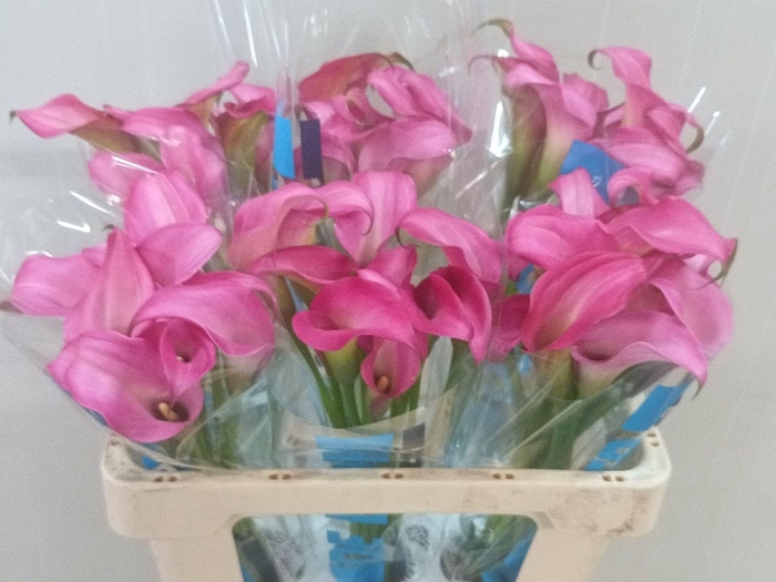 <h4>Calla Zazu</h4>