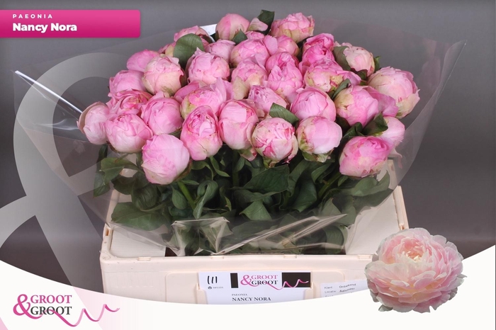 <h4>PAEO L NANCY NORA</h4>