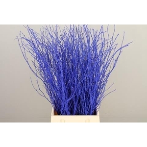 Betula paint blue