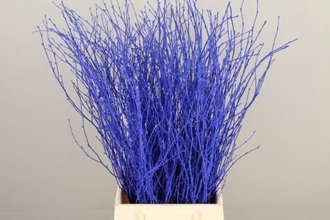 <h4>Betula paint blue</h4>