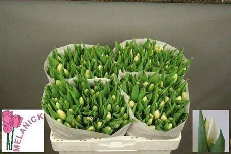 <h4>Tu En White Prince</h4>