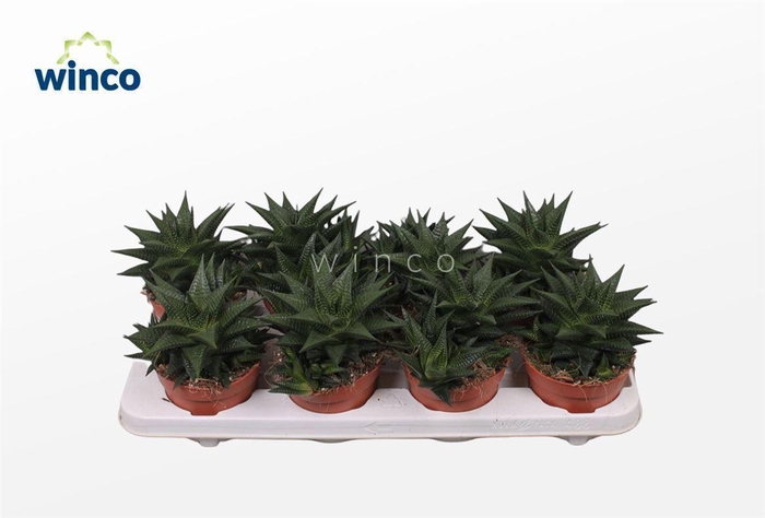 <h4>Haworthia Limifolia</h4>