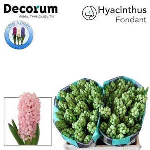 Hyac Fondant (noort)