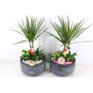 arr2 PL - Ker. barok dracena - roze/wit
