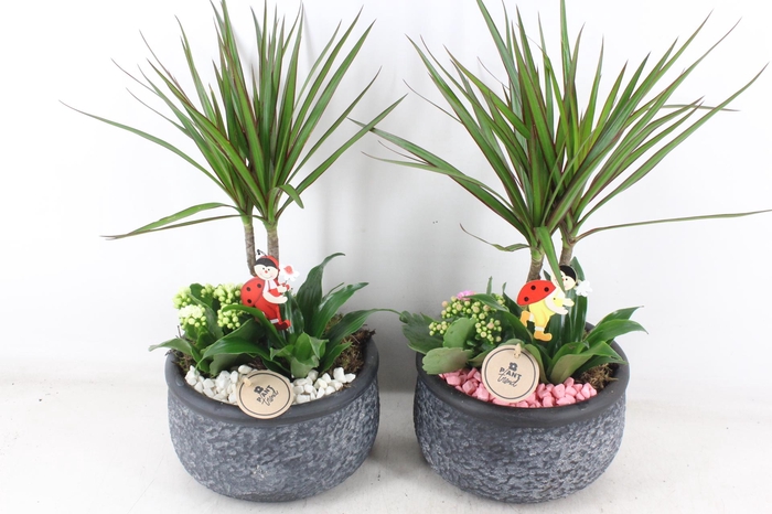 <h4>arr2 PL - Ker. barok dracena - roze/wit</h4>