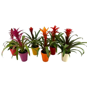 Bromelia mix in pot Bea