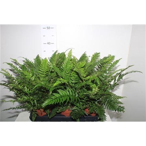 Polystichum Tsussime Outdoor