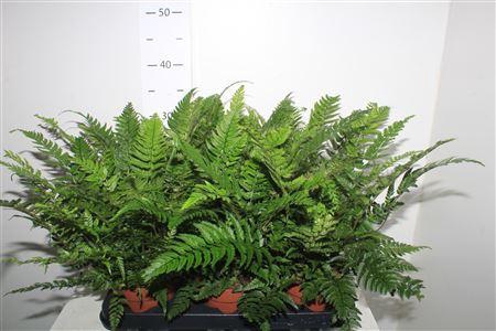 <h4>Polystichum Tsussime</h4>