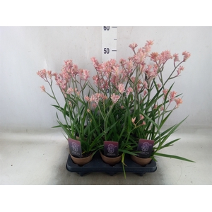 Anigozanthos   ...