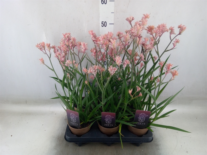 <h4>Anigozanthos   ...</h4>
