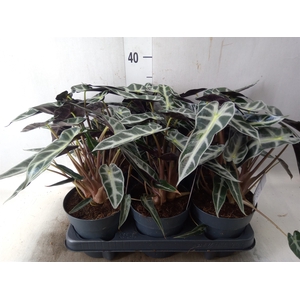 Alocasia  'Bambino Arrow'