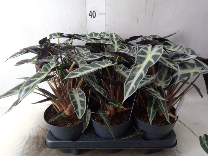 <h4>Alocasia  'Bambino Arrow'</h4>