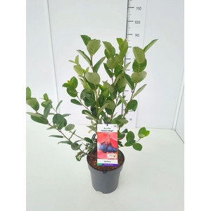 Aronia melanocarpa
