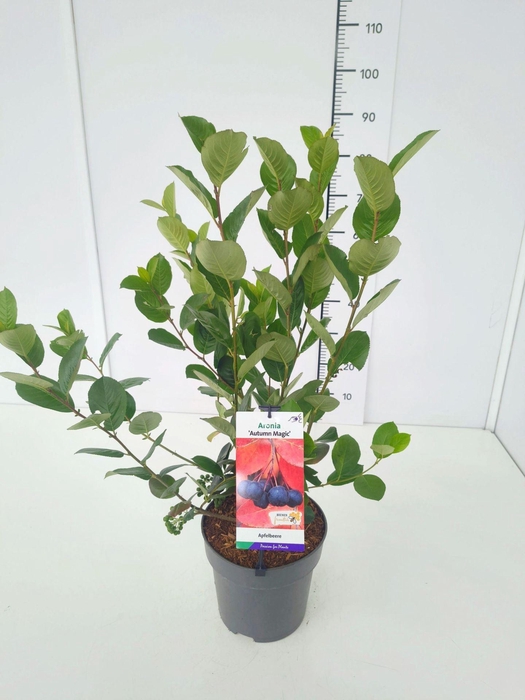 <h4>Aronia melanocarpa</h4>