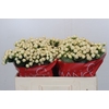 Hypericum Cool Romance