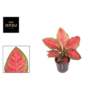 Aglaonema Cayenne Red