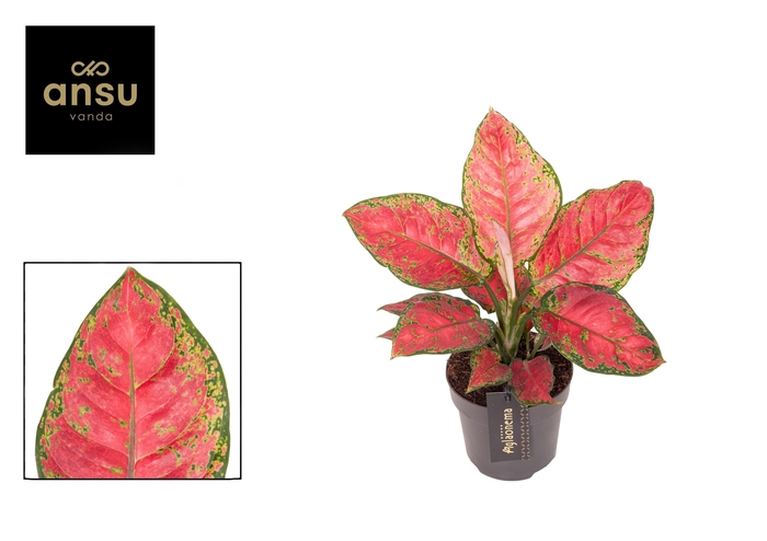 <h4>Aglaonema Cayenne Red</h4>