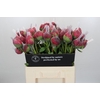 Paeonia Command Performance