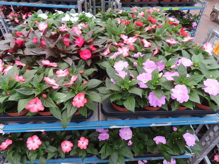 <h4>IMPAT NG MIXK 4 KL</h4>