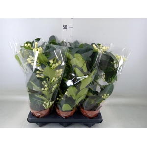 Stephanotis floribunda   ...