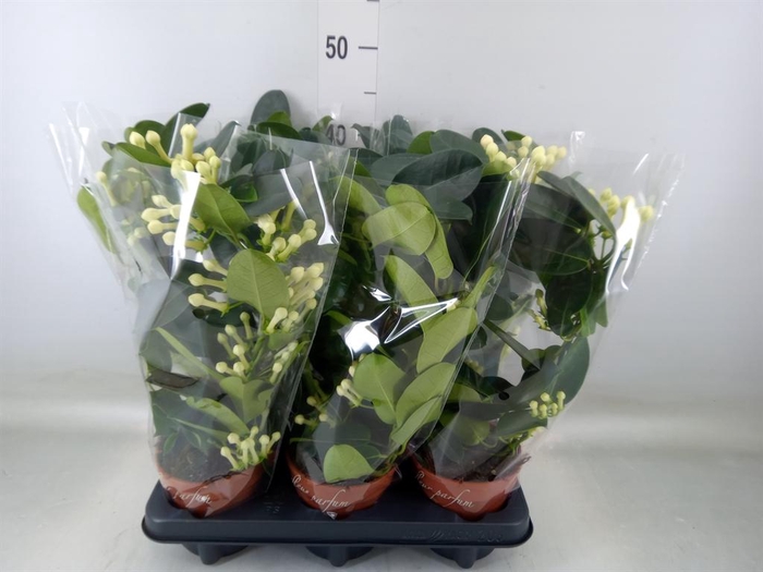 <h4>Stephanotis floribunda ...</h4>