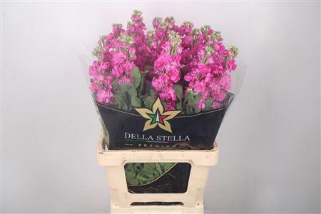 <h4>Matth Iron * Premium* Hotpink</h4>