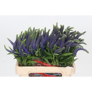 Veronica Skyler Blue