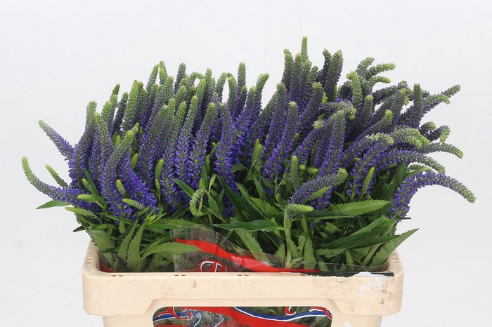 Veronica Skyler Blue