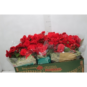 BEGONIA BALADIN P15