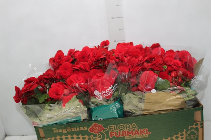 <h4>BEGONIA BALADIN P15</h4>