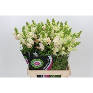 Antirrhinum Maryland Plumblossom