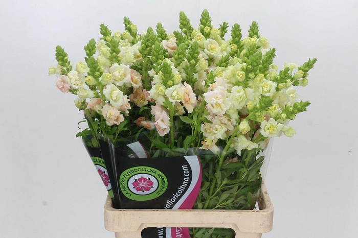 <h4>Antirrhinum Maryland Plumblossom</h4>