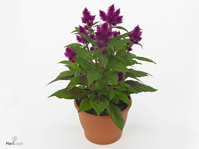 CEL INTENZ DARK PURP