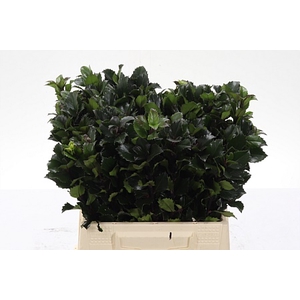 Dec Ilex Bl M Blu Prince