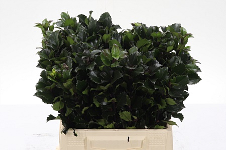 <h4>Dec Ilex Bl M Blu Prince</h4>