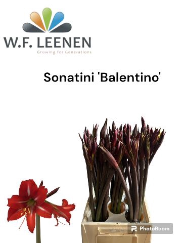 <h4>Sonatini Balentino 865</h4>