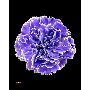 Dianthus St Lila New