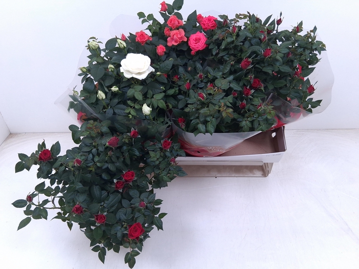 <h4>RO FAV RO GEM 3 SRT</h4>