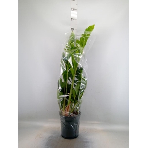 Zamioculcas zamiifolia