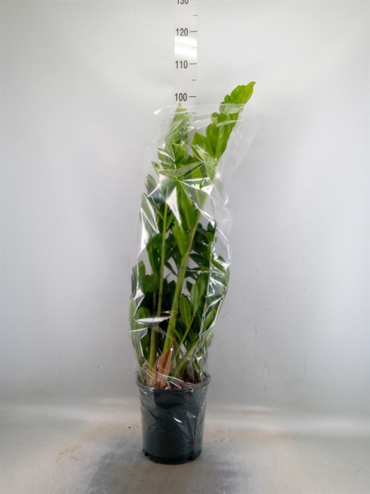 <h4>Zamioculcas zamiifolia</h4>