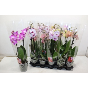 Phal Gem