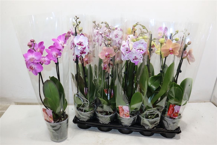 <h4>Phal Gem</h4>