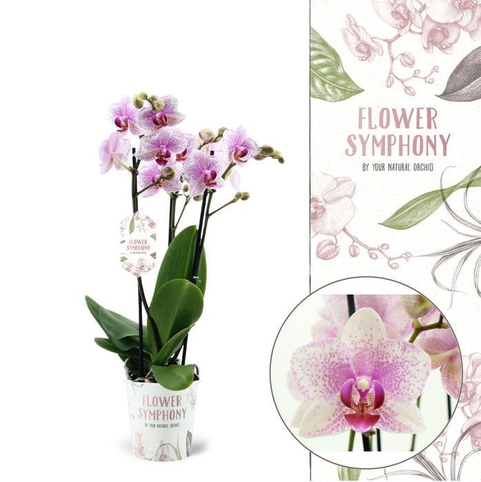 <h4>Flower Symphony | Rotterdam | Phalaenopsis 3 spike</h4>