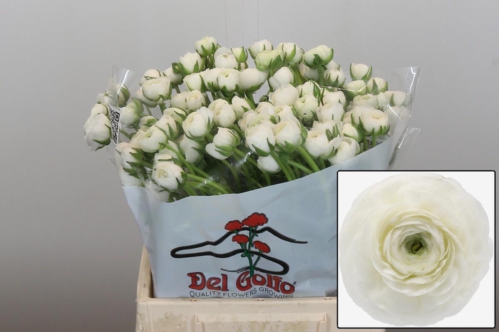 <h4>RAN EL WHITE</h4>