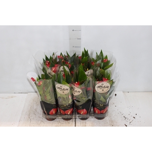 ANTHURIUM MINI MILLION FLOWERS P09