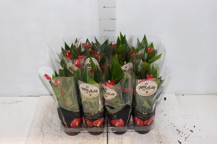 <h4>ANTHURIUM MINI MILLION FLOWERS P09</h4>