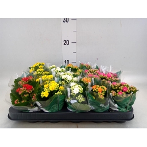 Kalanchoe blos. 'Rosalina'  ..mix 6