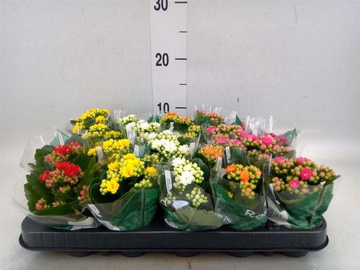 <h4>Kalanchoe blos. 'Rosalina'  ..mix 6</h4>
